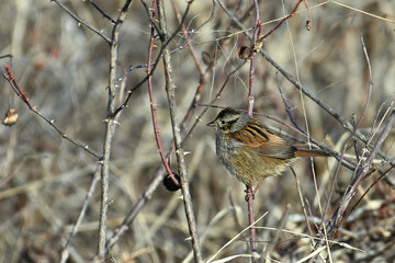 Birds, Huntely Meadows Park, Virginia