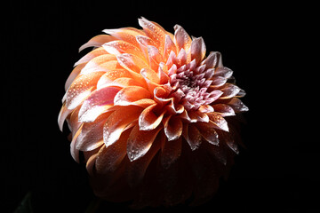 オレンジのダリア１１