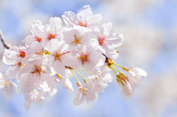 桜の花