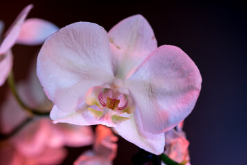 pink orchid flower