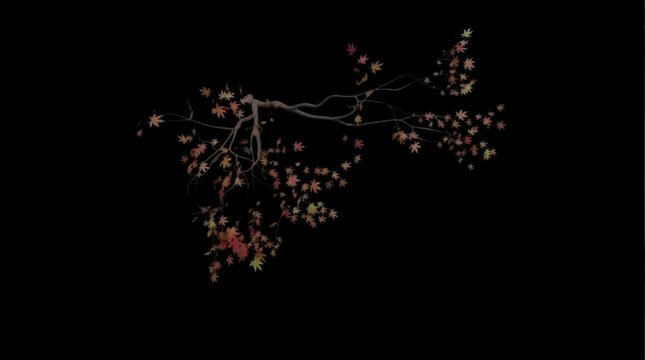 tree branch moving in the wind , 4k time lapse, balck screen background