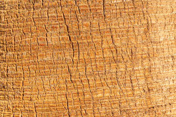 Palm tree bark tropical texture. Cracked wood texture background. Closeup palm bark