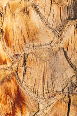 Palm tree bark tropical texture. Cracked wood texture background. Closeup palm bark