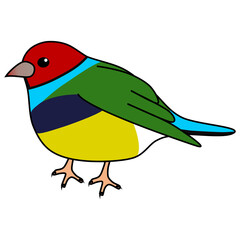 ポップで可愛いコキンチョウ