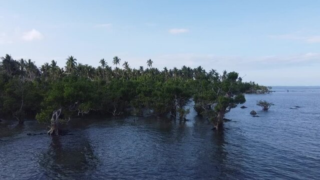 Seaside palm and mangrove forest on tropical shore