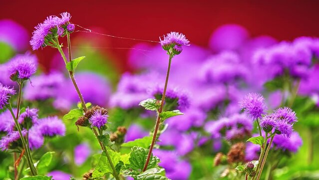 Ageratum houstonianum, commonly known as flossflower, bluemink, blueweed, pussy foot or Mexican paintbrush, is a cool-season annual plant often grown as bedding in gardens.