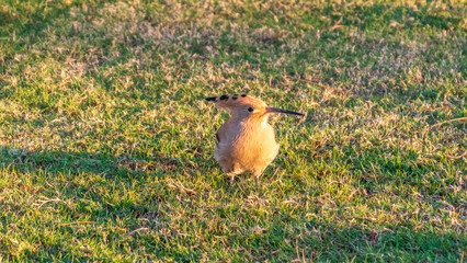 Eurasian hoopoe or Common hoopoe (Upupa epops) bird close-up on natural green grass background © Dmitrii Potashkin