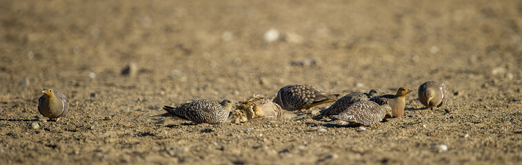 Namaqua Sandgrouse (Pterocles namaqua) Kgalagadi Transfrontier Park, South Africa