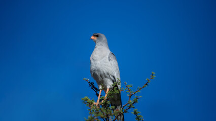 Pale Chanting Goshawk (Melierax canorus) Kgalagadi Transfrontier Park, South Africa