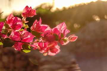 Bougainvillea, Paper flower Bougainvillea hybrida soft focus with blurry background