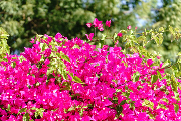 Obraz premium Bougainvillea, Paper flower Bougainvillea hybrida soft focus with blurry background