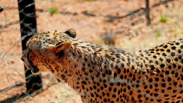 Beautiful Cheetahs inside their inclosure in Namibia, Africa
