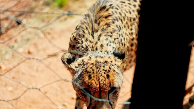 Beautiful Cheetah in Namibia, Africa