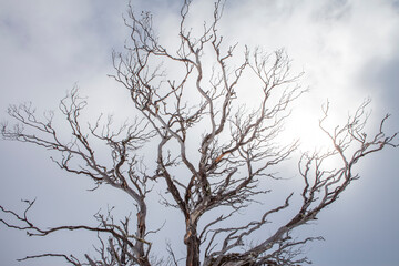 Snow Covered Trees at Kosciuszko National Park, NSW, Australia