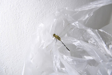 Dragonfly on a plastic bag