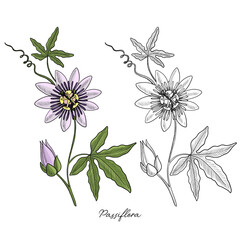 vector drawing passiflora, passion flower, passion vines, hand drawn illustration