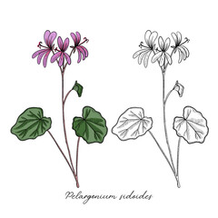 vector drawing Umckaloabo, South African Geranium ,Pelargonium sidoides , hand drawn illustration