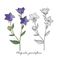 vector drawing balloon flower, Platycodon grandiflorus, hand drawn illustration of medicinal plant