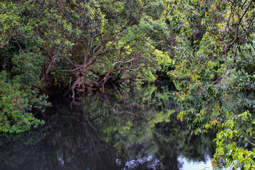 scene at the Barrat Creek, Daintree National Park, Queensland, Australia