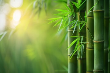 Fototapeta na wymiar Green bamboo forest background with copy space, banner design background