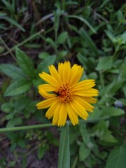 Small is yellow with petoles.