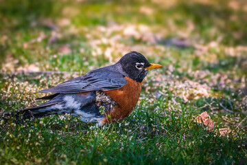 an american robin perched on the grass