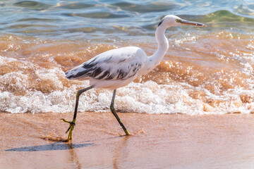 White Western Reef Heron (Egretta gularis) at Sharm el-Sheikh beach, Sinai, Egypt