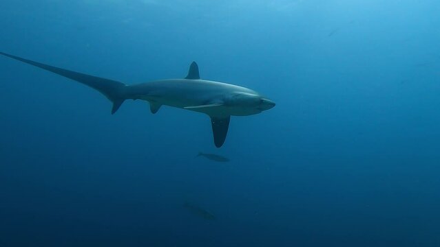 Underwater tracking shot of Thresher shark swimming past in deep blue