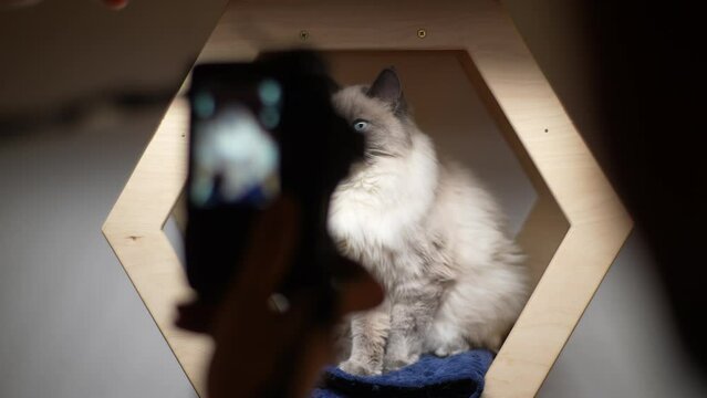 Rear view of unrecognizable photographer takes picture of fluffy gorgeous cat sitting on shelve of climbing playground. Domestic pet resting on climbing wall. Beautiful long hair relax at hotel.