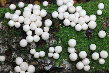 Apioperdon pyriforme, previously called Lycoperdon pyriforme, commonly known as the pear-shaped puffball or stump puffball, fungus from Finland