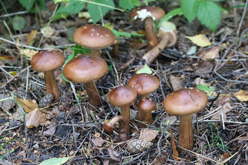 Tricholoma fulvum, commonly known as Birch Knight,  wild mushroom from Finland