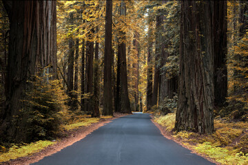 traveling through the Coastal Redwood Forest, California, USA