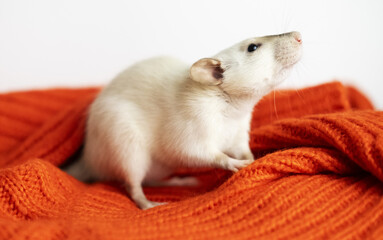 Close-up of small decorative white rat on woolen red sweater, pet. Favorite pets concept