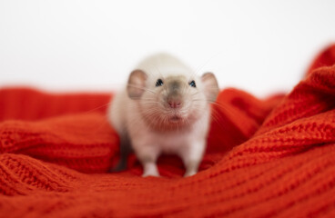 Close-up of small decorative white rat looking at camera, sitting on a woolen red sweater, pet. Favorite pets concept