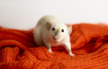 Close-up of small decorative white rat looking at camera, sitting on a woolen red sweater, pet. Favorite pets concept