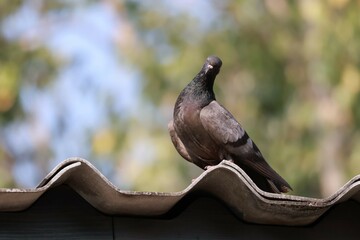 Close-up photo of a pigeon standing on the roof of a house. sky background