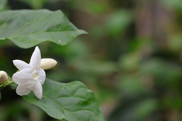 white flowers of a plant
