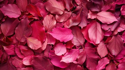 Magenta Tones Background