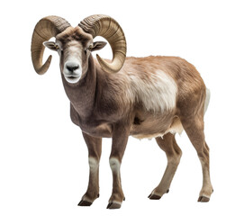 Detailed image of a ram against a transparent background