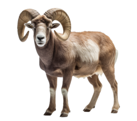 Detailed image of a ram against a transparent background