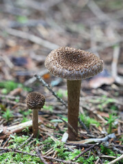 Woolly Fibrecap, Inocybe stellatospora, wild mushroom from Finland