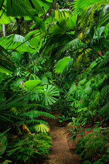 Tropical Garden, Queensland, Australia