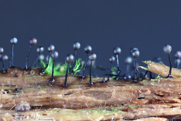 Lamproderma columbinum, a slime mold from Finland, no common English name