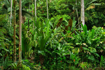 Rainforest Scenery near Cairns, Far North Queensland, Australia