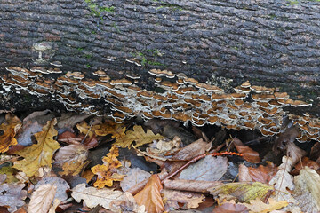 Smoky bracket fungus, Bjerkandera adusta, wild polypore from Finland