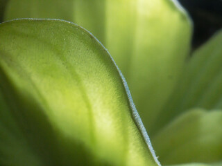 Pistia Water Letture Close-up leaves illuminated background