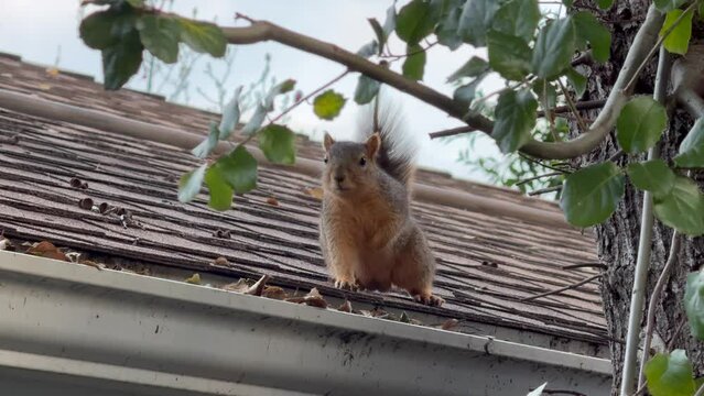 Cute squirrel on the roof wagging its tail, Los Angeles, Southern California 