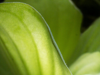 Pistia Water Letture Close-up leaves illuminated background
