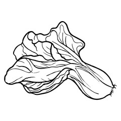cabbage line vector illustration
