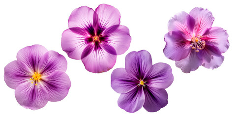 Set of Violet flowers, isolated on transparent background, Blossom